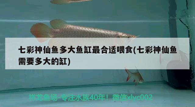 七彩神仙魚多大魚缸最合適喂食(七彩神仙魚需要多大的缸) 七彩神仙魚