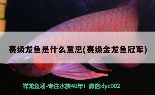 賽級(jí)龍魚是什么意思(賽級(jí)金龍魚冠軍)