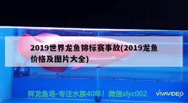 2019世界龍魚錦標(biāo)賽事故(2019龍魚價(jià)格及圖片大全) 2024第28屆中國國際寵物水族展覽會(huì)CIPS（長城寵物展2024 CIPS） 第1張