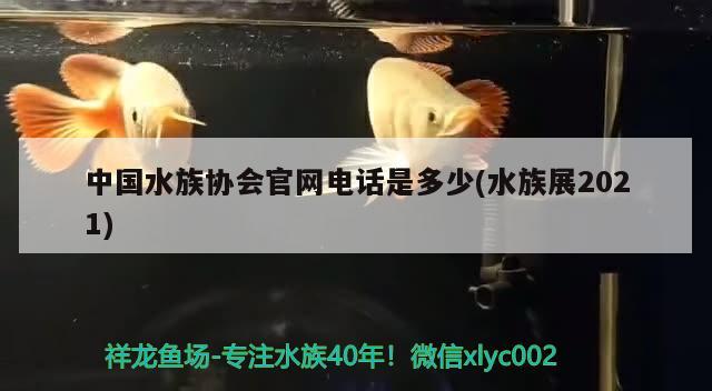 中國(guó)水族協(xié)會(huì)官網(wǎng)電話(huà)是多少(水族展2021) 水族展會(huì)