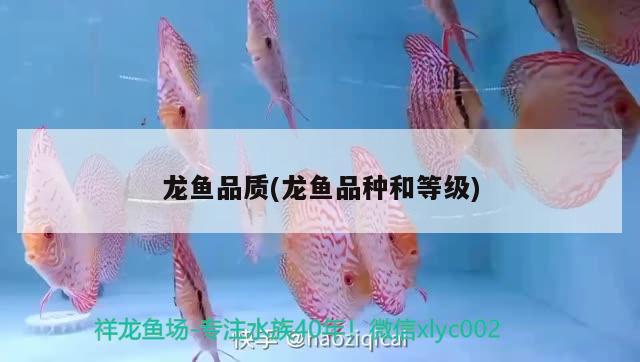 龍魚品質(zhì)(龍魚品種和等級) 2024第28屆中國國際寵物水族展覽會CIPS（長城寵物展2024 CIPS）