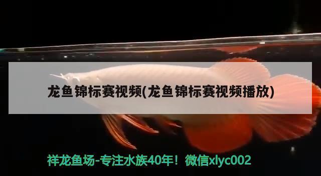 龍魚錦標(biāo)賽視頻(龍魚錦標(biāo)賽視頻播放) 2024第28屆中國國際寵物水族展覽會(huì)CIPS（長城寵物展2024 CIPS）