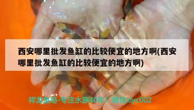 西安哪里批發(fā)魚缸的比較便宜的地方啊(西安哪里批發(fā)魚缸的比較便宜的地方啊)