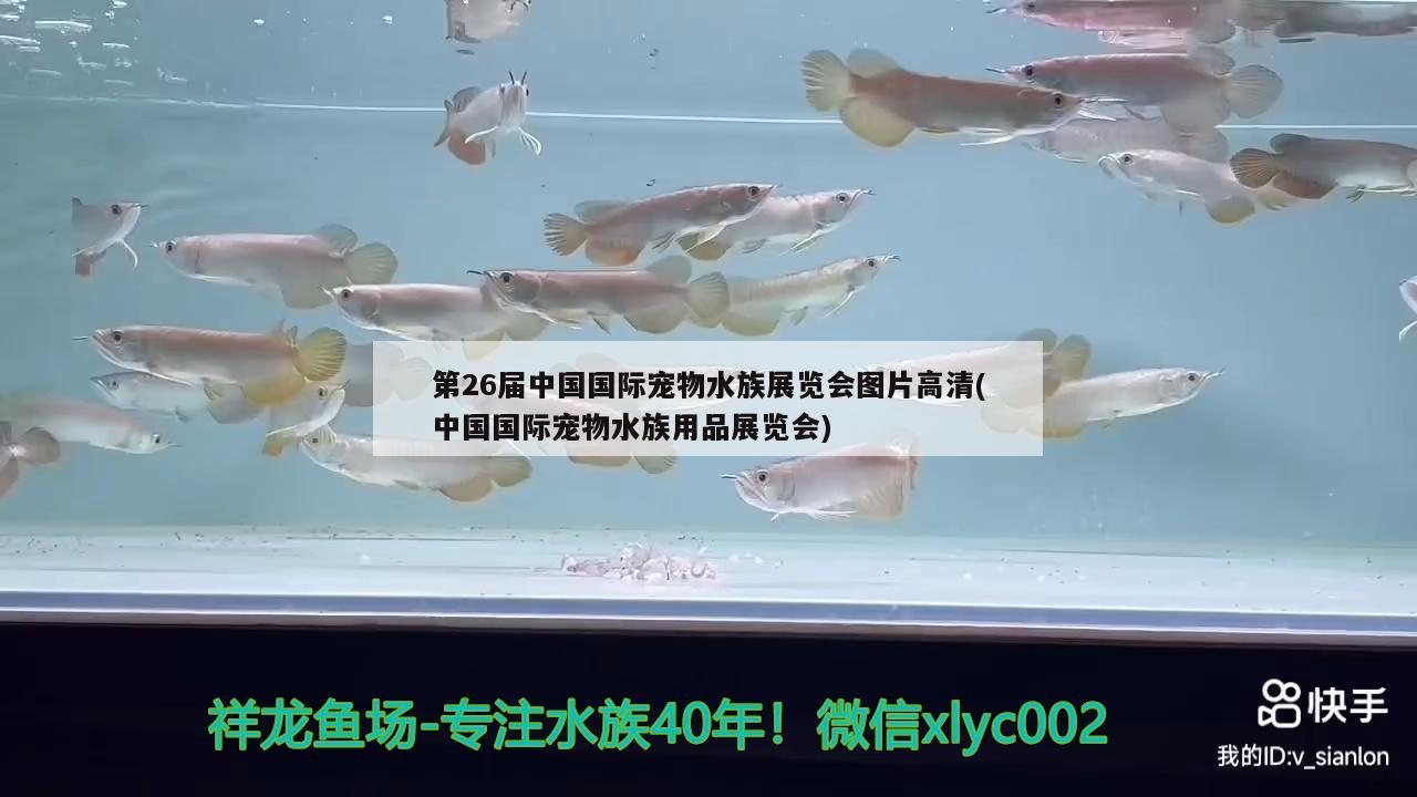 第26屆中國國際寵物水族展覽會圖片高清(中國國際寵物水族用品展覽會)