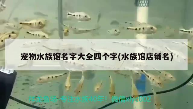 寵物水族館名字大全四個字(水族館店鋪名)