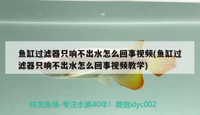 魚缸過濾器只響不出水怎么回事視頻(魚缸過濾器只響不出水怎么回事視頻教學)