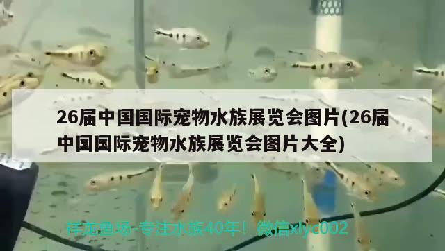 26屆中國國際寵物水族展覽會(huì)圖片(26屆中國國際寵物水族展覽會(huì)圖片大全)