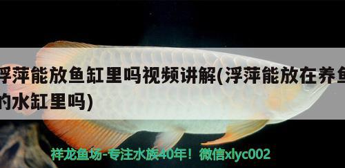 浮萍能放魚缸里嗎視頻講解(浮萍能放在養(yǎng)魚的水缸里嗎)