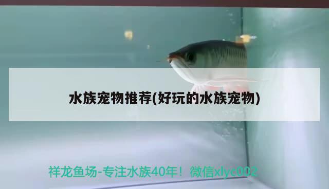 水族寵物推薦(好玩的水族寵物) 2025第29屆中國國際寵物水族展覽會CIPS（長城寵物展2025 CIPS）