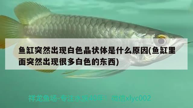 魚缸突然出現(xiàn)白色晶狀體是什么原因(魚缸里面突然出現(xiàn)很多白色的東西) 銀河星鉆魚