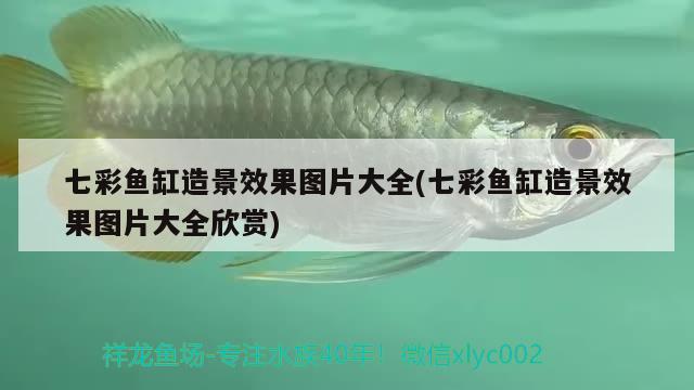 七彩魚缸造景效果圖片大全(七彩魚缸造景效果圖片大全欣賞)