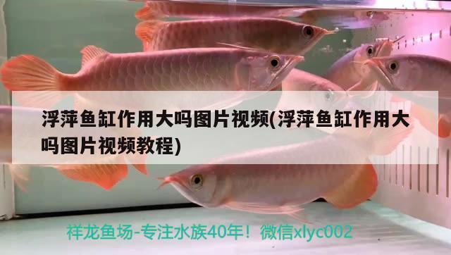 浮萍魚缸作用大嗎圖片視頻(浮萍魚缸作用大嗎圖片視頻教程) 印尼三紋虎