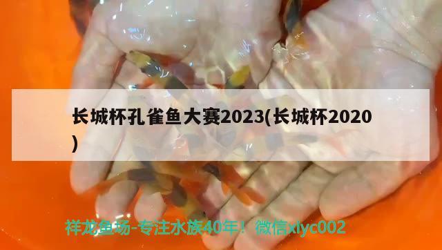 長城杯孔雀魚大賽2023(長城杯2020)