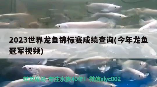 2023世界龍魚錦標(biāo)賽成績(jī)查詢(今年龍魚冠軍視頻)