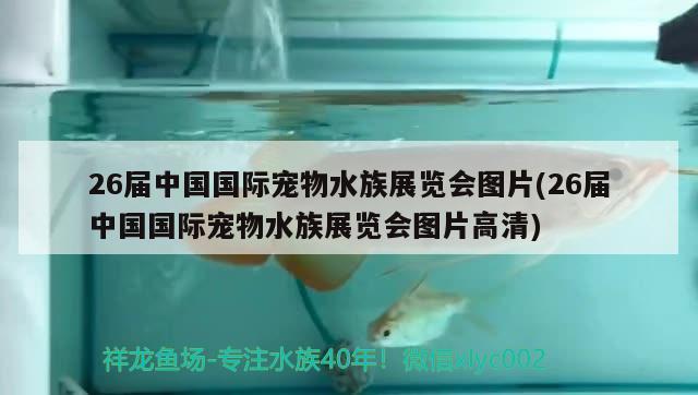 26屆中國國際寵物水族展覽會圖片(26屆中國國際寵物水族展覽會圖片高清) 水族展會