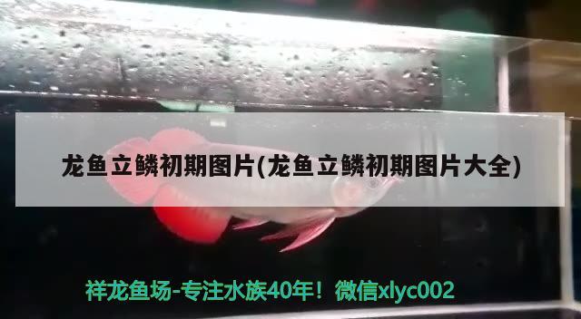 龍魚立鱗初期圖片(龍魚立鱗初期圖片大全) 2024第28屆中國國際寵物水族展覽會CIPS（長城寵物展2024 CIPS）