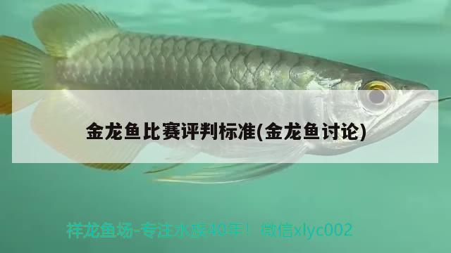 金龍魚比賽評判標準(金龍魚討論)