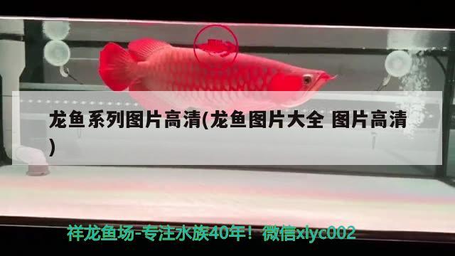 龍魚系列圖片高清(龍魚圖片大全圖片高清) 2024第28屆中國(guó)國(guó)際寵物水族展覽會(huì)CIPS（長(zhǎng)城寵物展2024 CIPS）