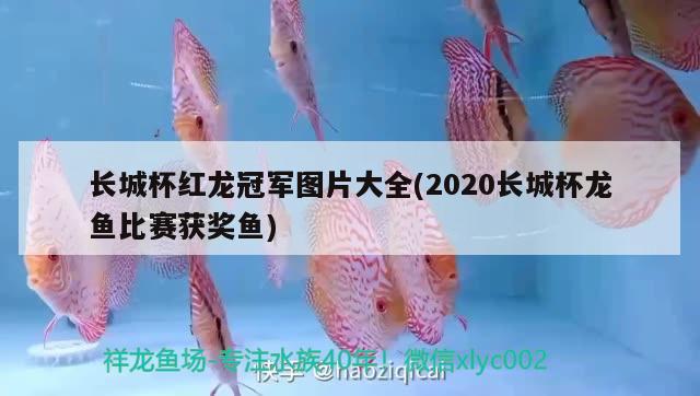 長城杯紅龍冠軍圖片大全(2020長城杯龍魚比賽獲獎魚) 2024第28屆中國國際寵物水族展覽會CIPS（長城寵物展2024 CIPS）