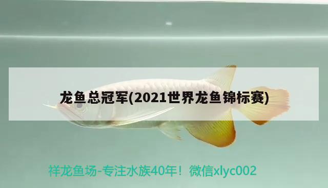 龍魚總冠軍(2021世界龍魚錦標賽) 2024第28屆中國國際寵物水族展覽會CIPS（長城寵物展2024 CIPS）