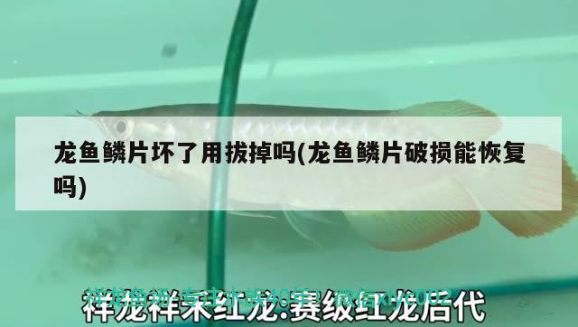 龍魚鱗片壞了用拔掉嗎(龍魚鱗片破損能恢復嗎) 2024第28屆中國國際寵物水族展覽會CIPS（長城寵物展2024 CIPS）