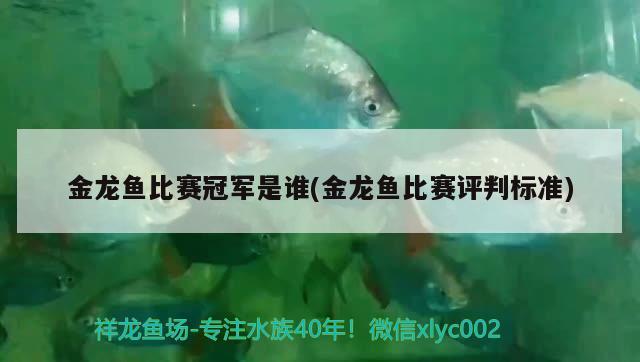 金龍魚比賽冠軍是誰(金龍魚比賽評判標準)