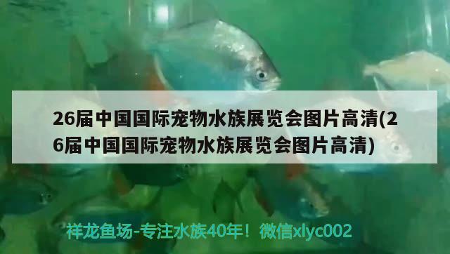 26屆中國(guó)國(guó)際寵物水族展覽會(huì)圖片高清(26屆中國(guó)國(guó)際寵物水族展覽會(huì)圖片高清)