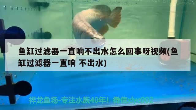 魚缸過濾器一直響不出水怎么回事呀視頻(魚缸過濾器一直響不出水) 泰國虎魚