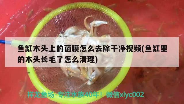 魚(yú)缸木頭上的菌膜怎么去除干凈視頻(魚(yú)缸里的木頭長(zhǎng)毛了怎么清理)