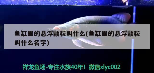 魚缸里的懸浮顆粒叫什么(魚缸里的懸浮顆粒叫什么名字) 廣州水族批發(fā)市場