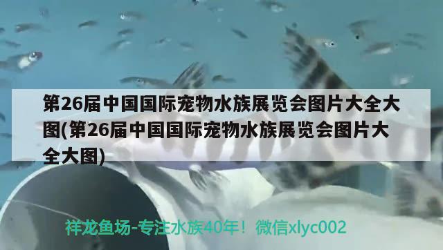 第26屆中國(guó)國(guó)際寵物水族展覽會(huì)圖片大全大圖(第26屆中國(guó)國(guó)際寵物水族展覽會(huì)圖片大全大圖)