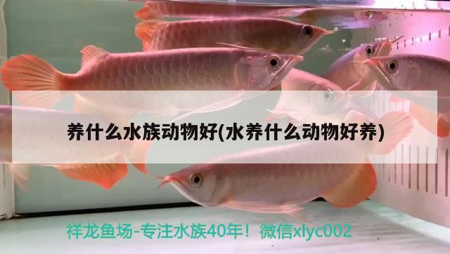 養(yǎng)什么水族動物好(水養(yǎng)什么動物好養(yǎng)) 2024第28屆中國國際寵物水族展覽會CIPS（長城寵物展2024 CIPS）