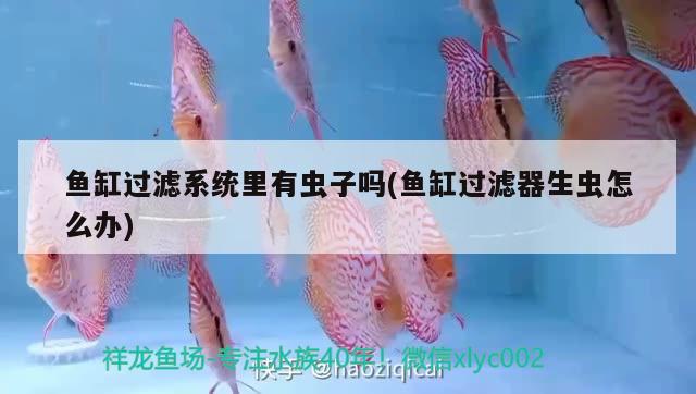 魚缸過(guò)濾系統(tǒng)里有蟲子嗎(魚缸過(guò)濾器生蟲怎么辦)