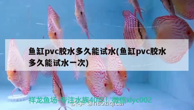 魚缸pvc膠水多久能試水(魚缸pvc膠水多久能試水一次) 大正錦鯉魚