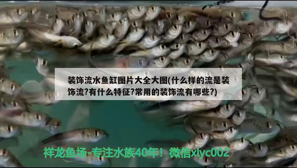 裝飾流水魚缸圖片大全大圖(什么樣的流是裝飾流?有什么特征?常用的裝飾流有哪些?) 黃鰭鯧魚