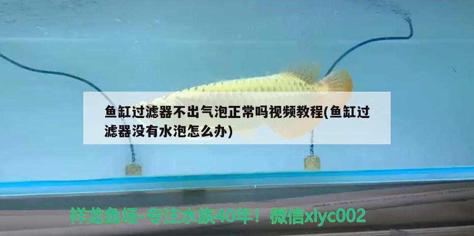 魚缸過濾器不出氣泡正常嗎視頻教程(魚缸過濾器沒有水泡怎么辦)