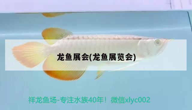 龍魚(yú)展會(huì)(龍魚(yú)展覽會(huì)) 2025第29屆中國(guó)國(guó)際寵物水族展覽會(huì)CIPS（長(zhǎng)城寵物展2025 CIPS） 第2張