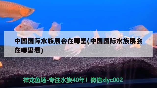 中國國際水族展會在哪里(中國國際水族展會在哪里看)