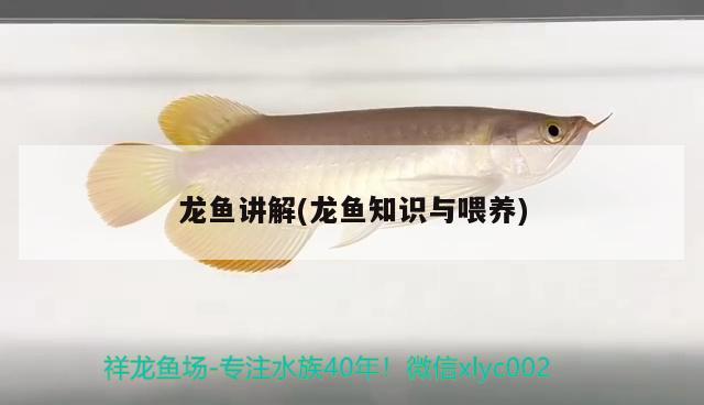 龍魚講解(龍魚知識(shí)與喂養(yǎng))