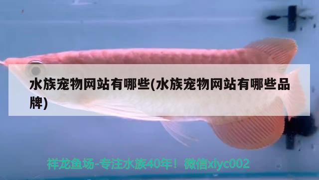 水族寵物網(wǎng)站有哪些(水族寵物網(wǎng)站有哪些品牌)