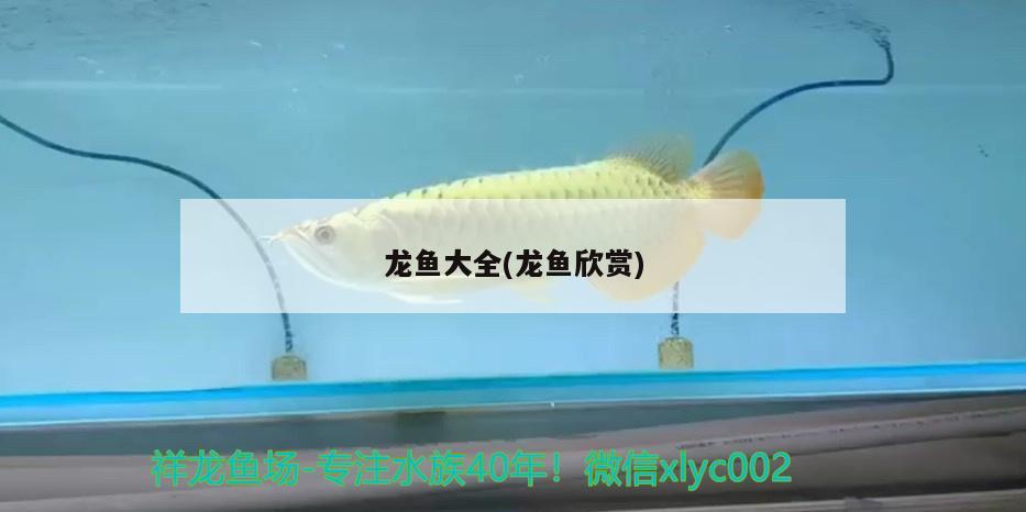 龍魚大全(龍魚欣賞)