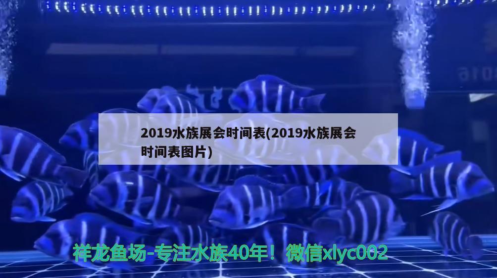 2019水族展會時間表(2019水族展會時間表圖片) 水族展會