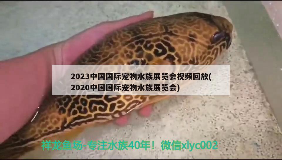 2023中國國際寵物水族展覽會視頻回放(2020中國國際寵物水族展覽會)