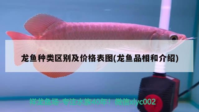 龍魚種類區(qū)別及價格表圖(龍魚品相和介紹)