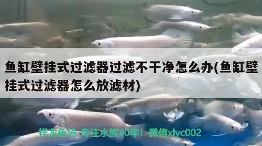 魚缸壁掛式過濾器過濾不干凈怎么辦(魚缸壁掛式過濾器怎么放濾材) 虎魚魚苗 第2張