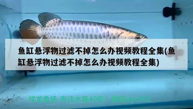 魚缸懸浮物過濾不掉怎么辦視頻教程全集(魚缸懸浮物過濾不掉怎么辦視頻教程全集)