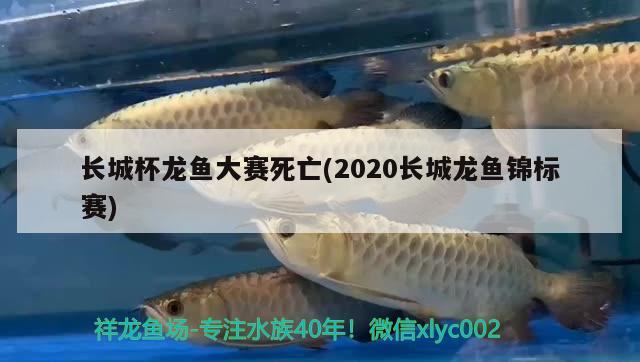 長(zhǎng)城杯龍魚大賽死亡(2020長(zhǎng)城龍魚錦標(biāo)賽) 2024第28屆中國(guó)國(guó)際寵物水族展覽會(huì)CIPS（長(zhǎng)城寵物展2024 CIPS）