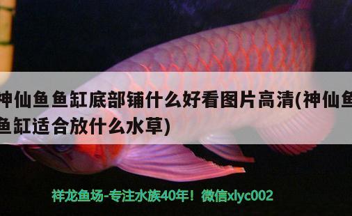 神仙魚(yú)魚(yú)缸底部鋪什么好看圖片高清(神仙魚(yú)魚(yú)缸適合放什么水草) 水草