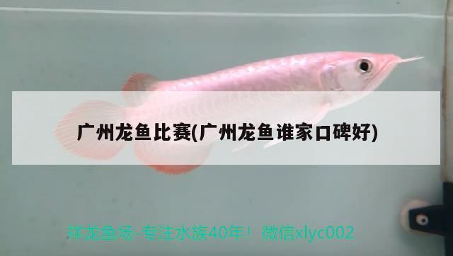 廣州龍魚比賽(廣州龍魚誰家口碑好)