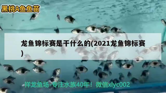 龍魚錦標(biāo)賽是干什么的(2021龍魚錦標(biāo)賽)